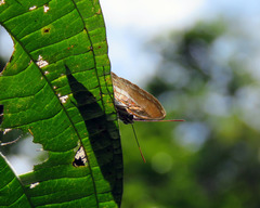 Adelpha cytherea