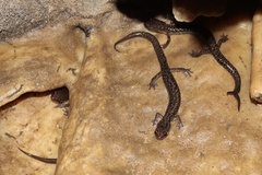 Plethodon dixi