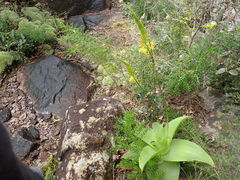 Bulbine latifolia latifolia