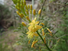 Bulbine latifolia latifolia