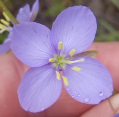 Heliophila subulata