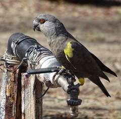 Poicephalus rueppellii