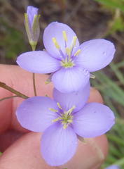 Heliophila subulata