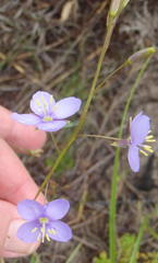 Heliophila subulata