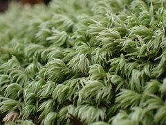 Leucobryum acutifolium