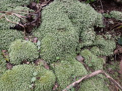 Leucobryum acutifolium