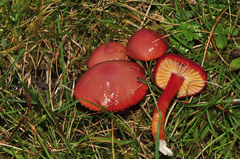Hygrocybe splendidissima
