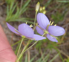 Heliophila subulata