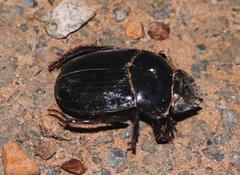 Scarabaeus proboscideus