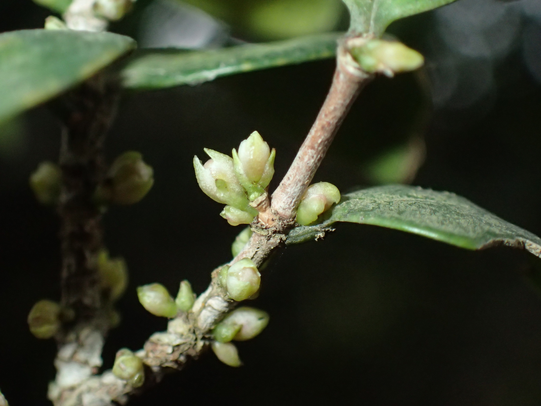 Pondo Rose-Apple (Memecylon bachmannii)