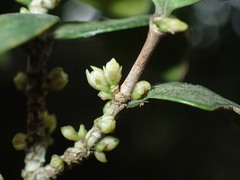 Memecylon bachmannii