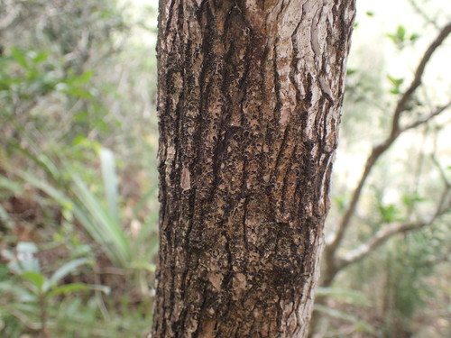 Image of Memecylon bachmannii by (c) Mahomed Desai, some rights reserved (CC BY)