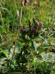 Gentianella uliginosa