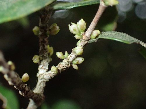 Image of Memecylon bachmannii by (c) Mahomed Desai, some rights reserved (CC BY)