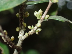 Memecylon bachmannii