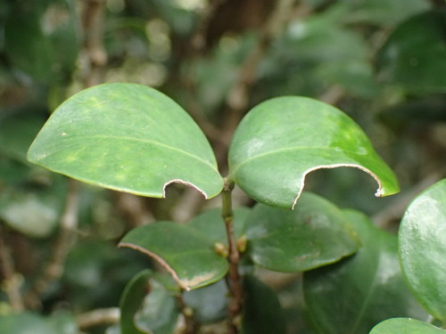 Image of Pondo Rose-Apple (Memecylon bachmannii) by (c) Mahomed Desai, some rights reserved (CC BY)