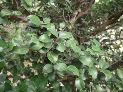 Memecylon bachmannii