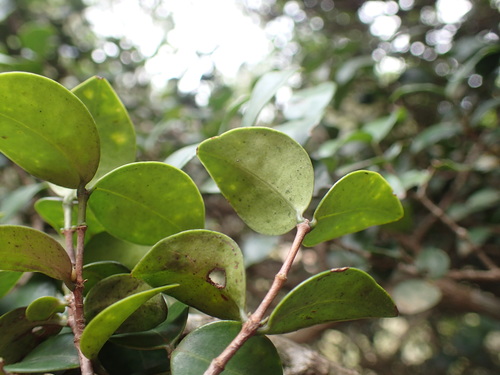 Image of Memecylon bachmannii by (c) Mahomed Desai, some rights reserved (CC BY)