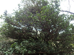 Memecylon bachmannii