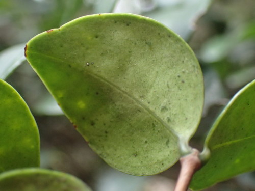 Image of Pondo Rose-Apple (Memecylon bachmannii) by (c) Mahomed Desai, some rights reserved (CC BY)