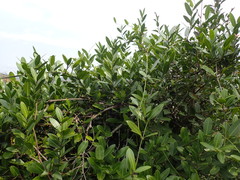 Secamone gerrardii