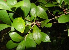 Tricalysia sonderiana