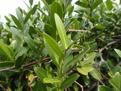 Secamone gerrardii