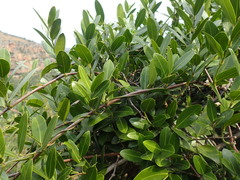 Secamone gerrardii