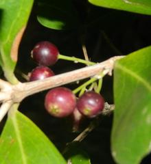 Tricalysia sonderiana