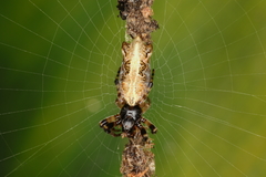 Cyclosa diversa