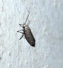 Ethmia circumdatella