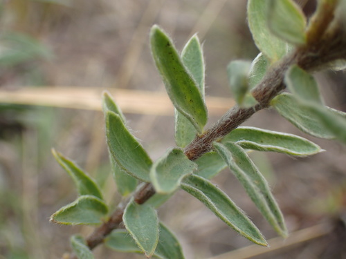Image of Lasiosiphon anthylloides by (c) Mahomed Desai, some rights reserved (CC BY)
