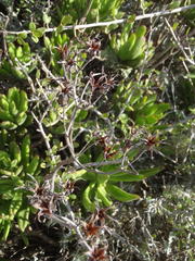 Cotyledon campanulata