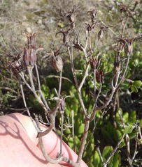 Cotyledon campanulata
