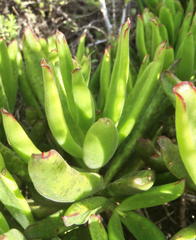 Cotyledon campanulata