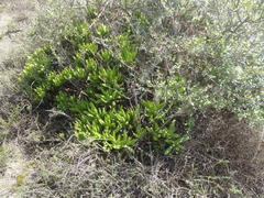 Cotyledon campanulata