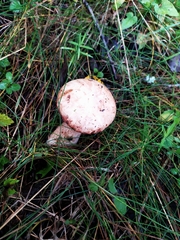 Leccinum percandidum