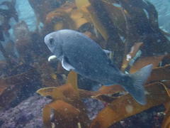 Pachymetopon blochii
