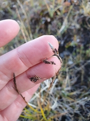 Carex atrofusca