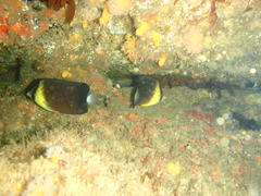 Chaetodon blackburnii