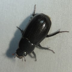 Dyscinetus morator