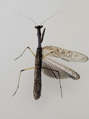 Stagmomantis carolina