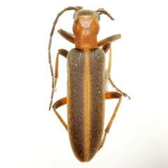 Oxacis cana