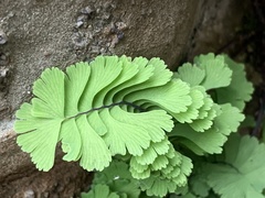 Adiantum aleuticum subpumilum