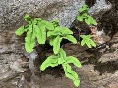 Adiantum aleuticum subpumilum