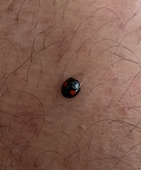 Chilocorus renipustulatus