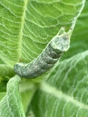 Melanchra persicariae