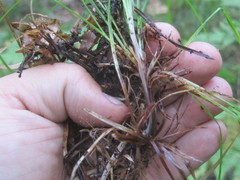 Carex pediformis macroura