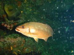 Chirodactylus brachydactylus