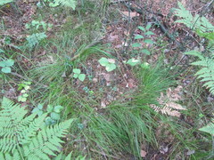 Carex pediformis macroura